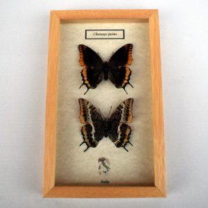 Quadretto con lepidotteri Charaxes jasius